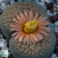 Lithops verruculosa f. inae, primo piano del fiore.