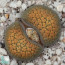 Lithops verruculosa f. inae, immagine dell'intero esemplare.