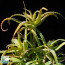 Aloe arborescens var. frutescens, esemplare adulto.