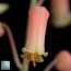 Aloe descoingsii, primo piano del fiore.