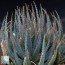 Aloe parvula, immagine dell'intero esemplare.