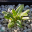 Pachypodium brevicaule, esemplare intero.