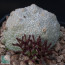 Pseudolithos migiurtinus, esemplare adulto (fotografia di prodotti non oggetto di questa offerta, ai soli fini descrittivi).
