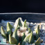 Ariocarpus × FISAGA, immagine dell'intero esemplare.