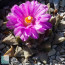 Ariocarpus × RETFIS, esemplare in fiore. 