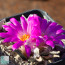 Ariocarpus agavoides, esemplare in fiore. 