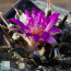 Ariocarpus agavoides, esemplare in fiore. 