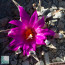 Ariocarpus agavoides, esemplare in fiore. 