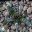 Ariocarpus agavoides, particolare dell'apice della pianta.