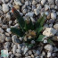 Ariocarpus agavoides, immagine dell'intero esemplare.