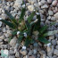 Ariocarpus agavoides, immagine dell'intero esemplare.