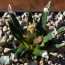 Ariocarpus agavoides, immagine dell'intero esemplare.