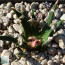 Ariocarpus agavoides, immagine dell'intero esemplare.  La sfera d'acciaio nella foto misura 1 cm di diametro.