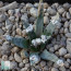 Ariocarpus agavoides, immagine dell'intero esemplare.