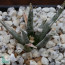 Ariocarpus agavoides, esemplare intero.