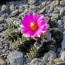 Ariocarpus bravoanus ssp. hintonii, esemplare intero.