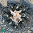 Ariocarpus bravoanus ssp. hintonii, immagine dell'intero esemplare.