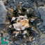 Ariocarpus bravoanus ssp. hintonii, immagine dell'intero esemplare.