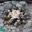 Ariocarpus bravoanus ssp. hintonii, immagine dell'intero esemplare.
