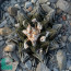 Ariocarpus bravoanus ssp. hintonii, immagine dell'intero esemplare.
