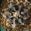 Ariocarpus fissuratus, immagine dell'intero esemplare.