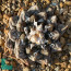 Ariocarpus fissuratus, immagine dell'intero esemplare.