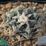 Ariocarpus fissuratus, immagine dell'intero esemplare.