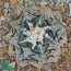 Ariocarpus fissuratus, immagine dell'intero esemplare.