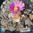 Ariocarpus fissuratus, immagine dell'intero esemplare.