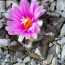Ariocarpus fissuratus, esemplare in fiore.