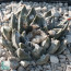Ariocarpus × FISAGA, esemplare adulto (fotografia di prodotti non oggetto di questa offerta, ai soli fini descrittivi).