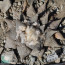 Ariocarpus retusus, esemplare intero.