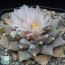 Ariocarpus retusus, esemplare in fiore. 
