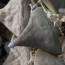 Ariocarpus retusus, particolare dei tubercoli.