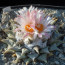 Ariocarpus retusus, esemplare adulto (fotografia di prodotti non oggetto di questa offerta, ai soli fini descrittivi).