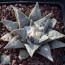 Ariocarpus retusus, immagine dell'intero esemplare.