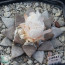 Ariocarpus retusus, immagine dell'intero esemplare.