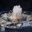 Ariocarpus retusus, immagine dell'intero esemplare.