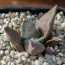 Ariocarpus retusus, esemplare intero.