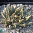 Ariocarpus retusus ssp. scapharostroides, esemplare intero.