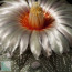 Astrophytum asterias, primo piano del fiore (fotografia di prodotti non oggetto di questa offerta, ai soli fini descrittivi).