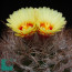 Astrophytum capricorne ssp. senile, esemplare in fiore (fotografia di prodotti non oggetto di questa offerta, ai soli fini descrittivi).
