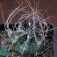 Astrophytum capricorne ssp. senile, immagine dell'intero esemplare.