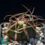 Astrophytum capricorne ssp. senile, immagine dell'intero esemplare.