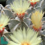 Astrophytum coahuilense, gruppo di esemplari.