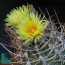 Astrophytum crassispinum, esemplare in fiore (fotografia di prodotti non oggetto di questa offerta, ai soli fini descrittivi).