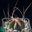 Astrophytum crassispinum, immagine dell'intero esemplare. Forma 'nuda', col fusto privo di scaglie cerose.