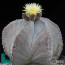 Astrophytum myriostigma var. tulense, esemplare in fiore (fotografia di prodotti non oggetto di questa offerta, ai soli fini descrittivi).