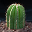 Coleocephalocereus pluricostatus, esemplare intero.