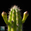 Cereus mirabella, particolare dell'apice della pianta.